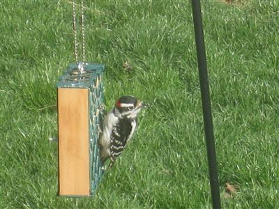  DOWNY WOODPECKER 